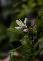 Jasmine Teers When The Nature Speaks 