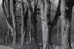 Ghostly Trees
