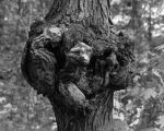 Head Of Snake Devil Or Both