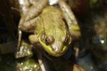 Frogggg