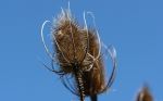Spiky Ouch