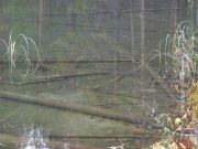 A Marsh Pond