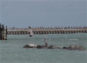 All Fishing
