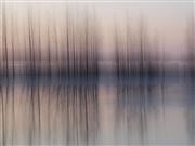 Bare Trees