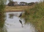 Beautiful Bird