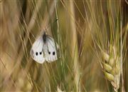 Cabbage Butterfly 