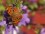 Comma Butterfly