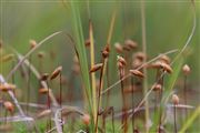 Common Haircap Moss Polytrichum Commune