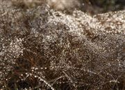 Dew Beads
