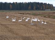 Field