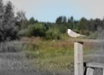 Fish Tern