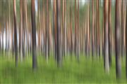 Forest Light