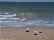 In The Wind 
