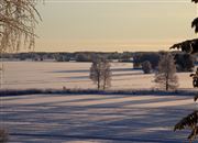 Long Tree Shadows
