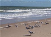 Sea Birds