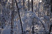 Snow Art