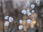 Snow Flowers
