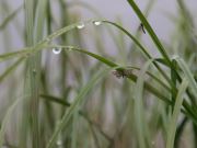 Summer And Insects