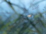 Tiny Butterflies