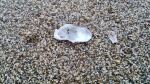 Sea Shell