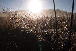 Crystal Dew