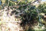 The Diamond Necklace Of Black Widow