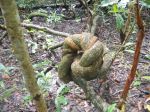 Snake Like Tree