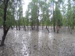 The Mangrove Forest