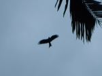 The Flying King