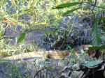 The King Lizard