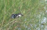 Pied Kingfisher