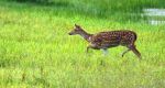 Spotted Deer