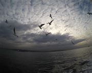 Sky-Decorating Birds