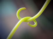 macro photography