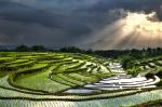 Terrace Field