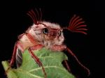 Antennas