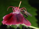 Bug