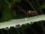 Drops