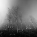 Foggy Forest