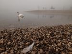 Foggy Morning