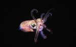 Little Sepiola-Squid
