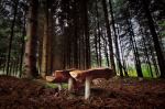 Morning In The Wood