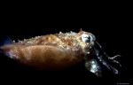 Squid