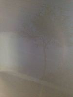 Tree In Foog