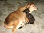 Animal Is Best Friend