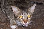 Cat Of Sun Temple
