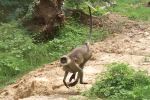 The Photo Of Monkey