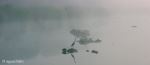 Bird On A Foggy Lake