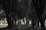 Black Forest