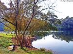Tree On Lake Side